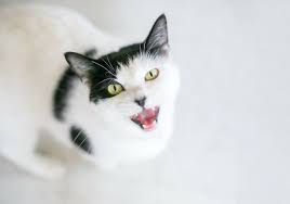 Daily Cat App Why Does My Cat Meow All The Time Cat Meowing At Night Cats Cats Meow