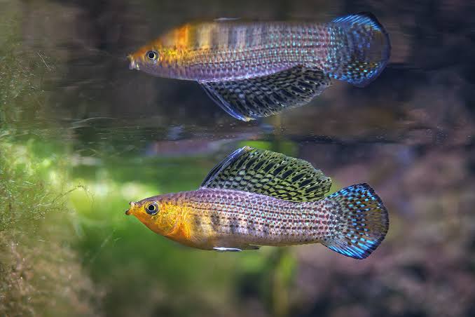 Sailfin molly • Poecilia latipinna • Fish sheet