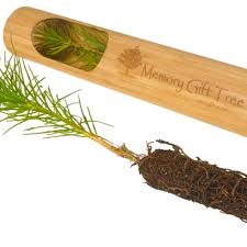 We did not find results for: Losing Some Is Never Easy Offer Your Condolences Assure The Kin Of The Deceased That Their Family Member Will Always Remain With Them With These Remembrance Tree Gifts 2020