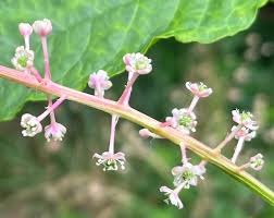 Image result for Phytolacca