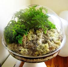 Terranium Beautiful Terrariums Terrarium Small Terrarium