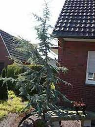 He has been interested in the cedar of lebanon, which is threatened with extinction, for a long time.: Cedrus Libani Glauca Blaue Libanon Zeder Gunstig Kaufen