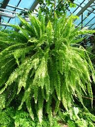 Image result for Nephrolepis