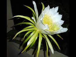 As the name suggests, these flowers totally bloom only at night. à´° à´¤ à´° à´¯ à´² à´ª à´• à´• à´µ à´³ à´¤ à´¤ à´¸ à´¨ à´¦à´° à´•à´³ 10 Night Blooming Flowers Malayalam Boldsky