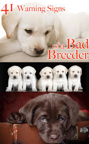 We are one of ohio's top breeders. 41 Ways To Spot A Bad Labrador Breeder The Labrador Site