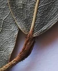 Image result for Cola natalensis