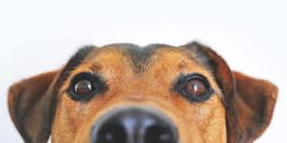 Dog names for a pair of two females. Cartoon Dog Name Ideas For Your New Male Or Female Dog