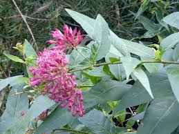 Image result for Cestrum × cultum
