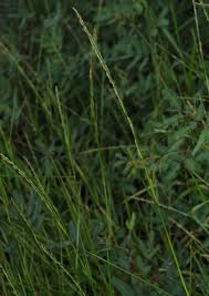 Image result for Setaria geminata