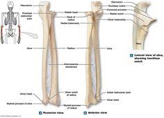 General features of a long bone. 17 Radius And Ulna Ideas Anatomy Bones Human Anatomy And Physiology Anatomy And Physiology