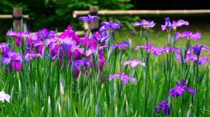 Maybe you would like to learn more about one of these? 3 Low Maintenance Perennial Flowers For Your Utah Home Liberty Homes