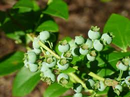 Image result for Vaccinium madagascariense