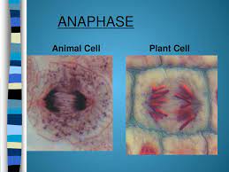 Check spelling or type a new query. Cell Division And Mitosis Ppt Download