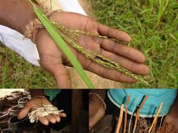 Image result for Embelia welwitschii