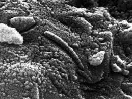 Descubren en Australia los fósiles de bacterias más antiguas de la Tierra |  Ecología | Caracol Radio