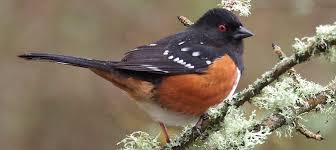 Image result for towhee