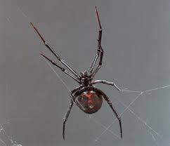 Black widow spiders have been found in bunches of grapes in four states. Bad Tourists Black Widow Spiders Invading New York Just How Bad Is Their Bite Video New York Daily News