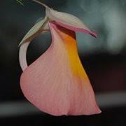 Image result for Utricularia appendiculata