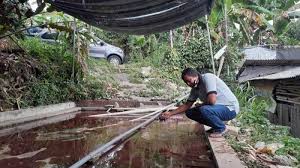 Bibit cacing dapat dibeli di peternak atau beli di pasar. Tren Ikan Cupang Budidaya Cacing Sutra Mulai Dilirik Tribunnews Bogor