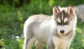 Check them out to find your new husky! How To Leash Train A Husky Puppy Wag