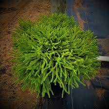 Image result for Aneilema chrysopogon