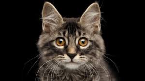 The ancient egyptians may have been responsible for this popularity. Facts About Cats Mental Floss