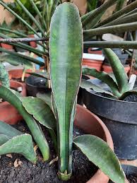 Image result for Sansevieria sinus-simiorum