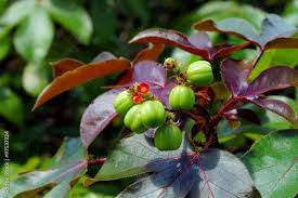Image result for Jatropha gossypiifolia