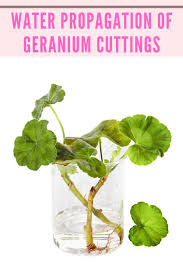 Image result for cuttings of geraniums
