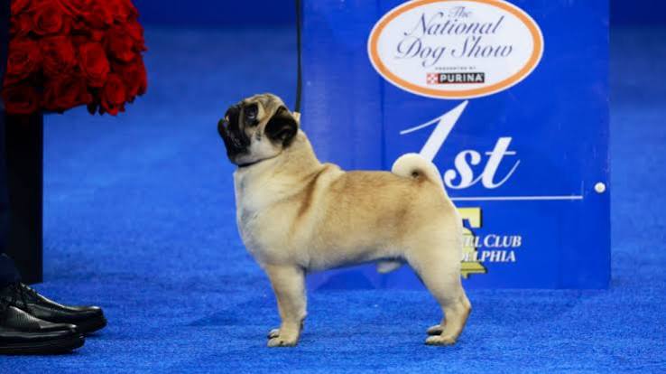 The 2024 National Dog Show winner is 'everything a Pug should be' | Mashable