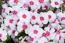 Maybe you would like to learn more about one of these? Pink And White Creeping Phlox Early Spring Flower Early Spring Flowers Spring Garden Flowers Blooming Flowers