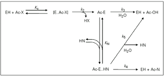 Difference between duramax eh and hx / duromax xp1. Scielo Brasil Nonconventional Amide Bond Formation Catalysis Programming Enzyme Specificity With Substrate Mimetics Nonconventional Amide Bond Formation Catalysis Programming Enzyme Specificity With Substrate Mimetics