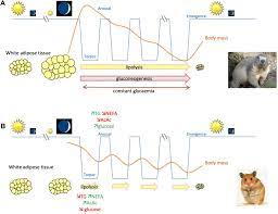 Hamster picture 835 1000 jpg : Frontiers The Torpid State Recent Advances In Metabolic Adaptations And Protective Mechanisms Physiology