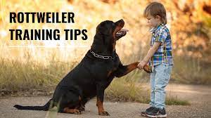 Simple and effective ways to make your rottweiler happy, healthy, and obedient. Rottweiler Training Your Guide To Raising This Loyal Breed The Dog Training Secret The Dog Training Secret