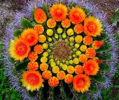Originaria del sud africa, prende il suo nome da una nobildonna inglese, charlotte clive, duchessa di inoltre, i suoi fiori arancioni sono spesso associati all'allegria e alla gioia di vivere. Cactus Con Fiori Arancioni Piante Grasse Fiore Di Cactus Giardino Di Cactus