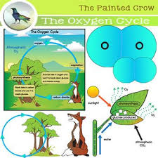 This is a biology worksheet that talk about reactions and some of the worksheets displayed are amoeba sisters meiosis work answer key, amoeba sisters genetic drift answer keys, amoeba. Amoeba Sisters Video Recap Natural Selection Answer Key Learn Lif Co Id