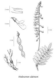 Image result for Hedysarum