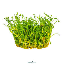 Image result for Marsilea minuta