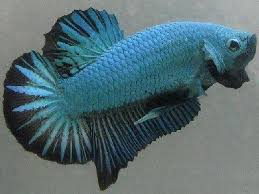 There are 19 betta dragon for sale on etsy, and they cost $56.76 on average. What Makes A Betta A Dragon Scale Betta Fish Forum