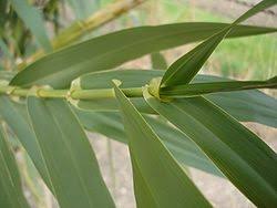 Image result for Arundo donax