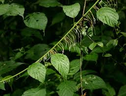 Image result for Scepocarpus