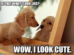 Animals Looked At Their Reflection 20 Funny Pictures Funnyfoto Cute Funny Animals Dog Jokes Funny Animal Pictures