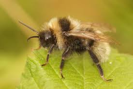 Image result for Bombus campestris