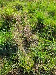 Image result for Sporobolus festivus