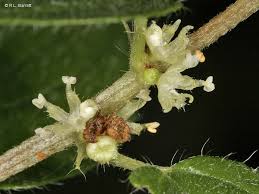 Image result for Pouzolzia parasitica