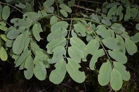 Image result for Microcharis latifolia