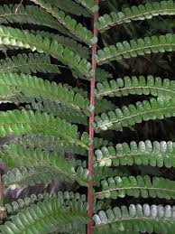 Image result for Didymochlaena