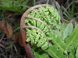 Image result for Ophioglossaceae