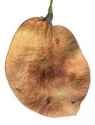 Image result for Pterocarpus rotundifolius