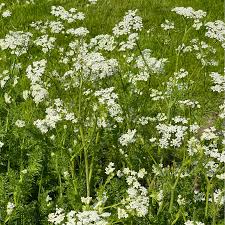 Image result for Anisosepalum